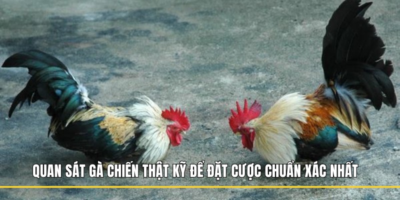 Quan sát gà chiến thật kỹ để đặt cược chuẩn xác nhất