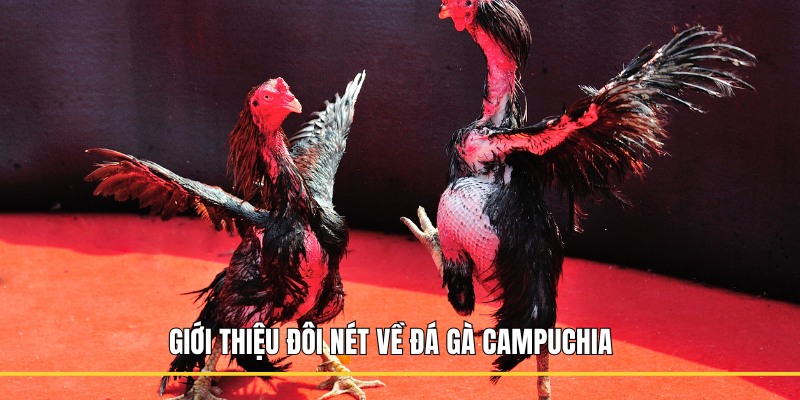 Giới thiệu đôi nét về đá gà Campuchia