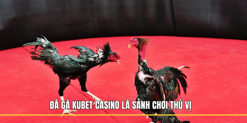 Đá gà Kubet casino là sảnh chơi thú vị